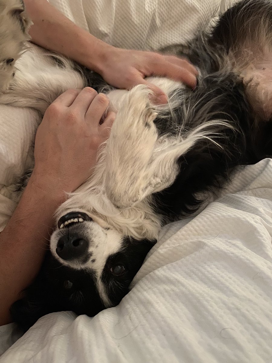 PopsnMurph's tweet photo. Mum’s back from the hu-vet so I’m back home again. Loving life. https://t.co/vH6OG1K0KE