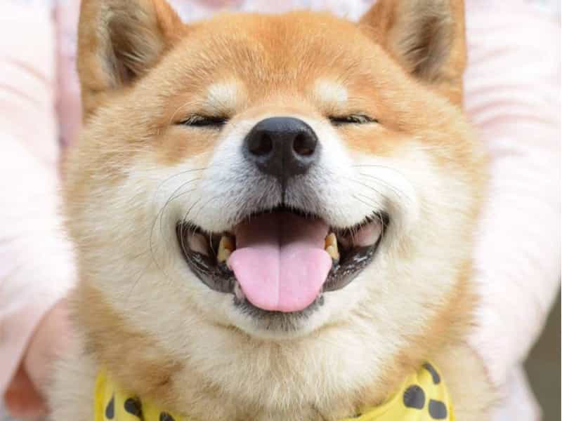 MarvelShiba's tweet photo. @BitShiba Gamefi is the hot trend. But we have a more special plan - the Marvel team will grow up strong.

Marvel Shiba, product in the world of Metaverse &amp; NFT. Your Gemstone!

WE HAVE OPENED SALE FOR All on Pancakeswap!

https://t.co/KU5XT7Zj3V https://t.co/HkvCcJ6hVj