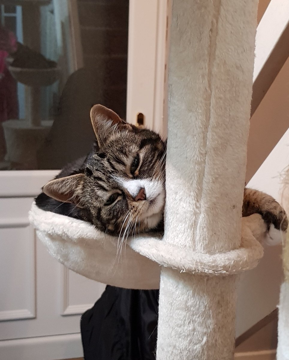 MsEmJam's tweet image. Had a dream about this one last night. Do miss her 💕 #RubyCat