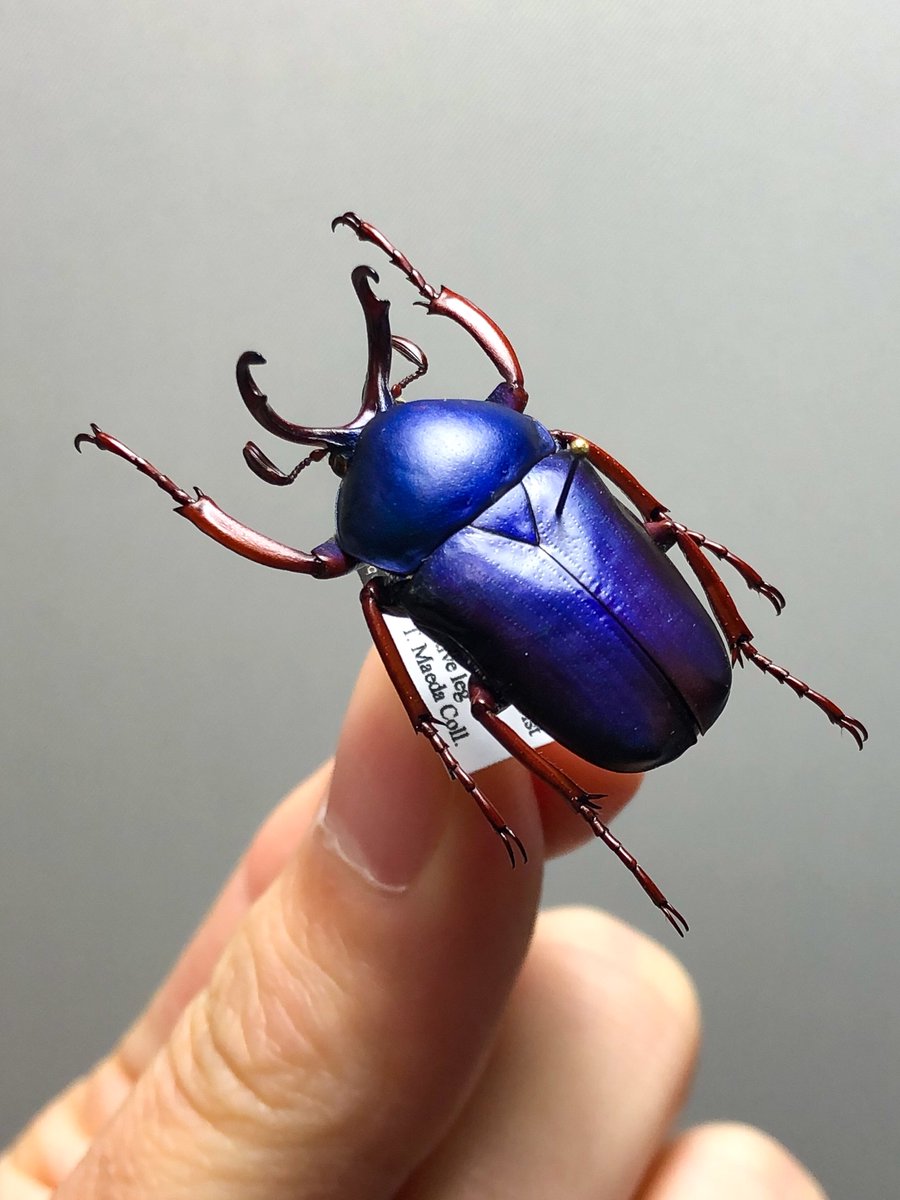 インド産 ソリツノカナブン 28mm インド産 ソリツノカナブン 28mm