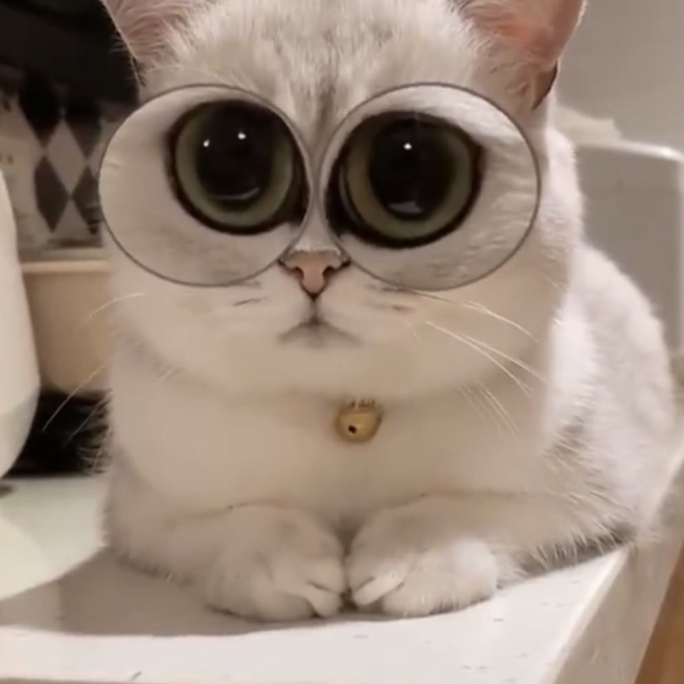 냥냥이 tweet media