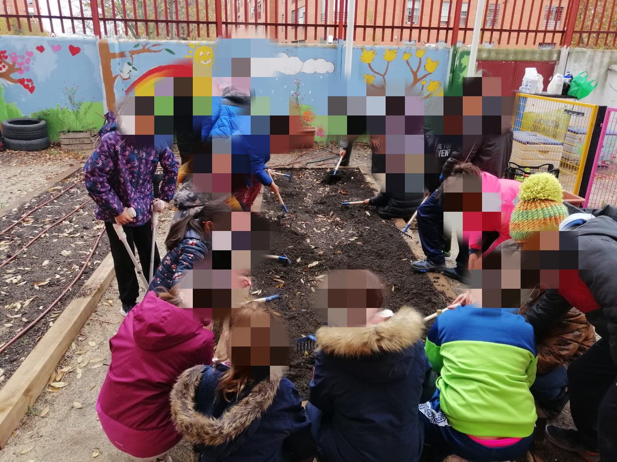 tolosalatour's tweet photo. Nuestro #huertoescolar sigue funcionando gracias a nuestros #pequeñosagricultores 👩‍🌾 Aquí tenéis a los chicos de #quinto plantando ajos. Viva la #agricultura 🌱🧄🧅🥕🥔 #actividadescolar #micolemola @AmpaTolosa https://t.co/NtdVFrj3jo