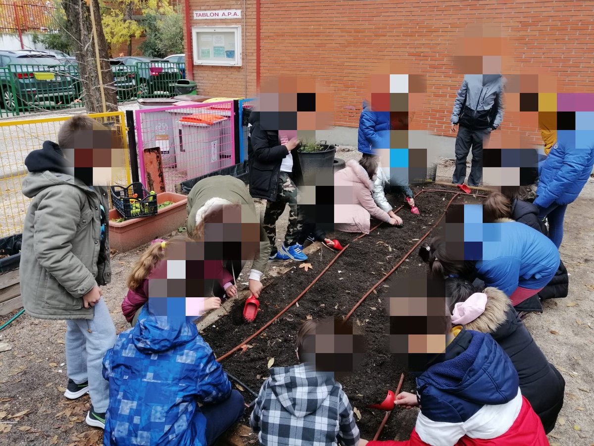 tolosalatour's tweet photo. Nuestro #huertoescolar sigue funcionando gracias a nuestros #pequeñosagricultores 👩‍🌾 Aquí tenéis a los chicos de #quinto plantando ajos. Viva la #agricultura 🌱🧄🧅🥕🥔 #actividadescolar #micolemola @AmpaTolosa https://t.co/NtdVFrj3jo