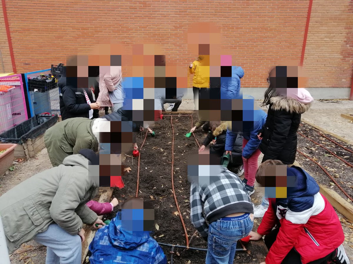 tolosalatour's tweet photo. Nuestro #huertoescolar sigue funcionando gracias a nuestros #pequeñosagricultores 👩‍🌾 Aquí tenéis a los chicos de #quinto plantando ajos. Viva la #agricultura 🌱🧄🧅🥕🥔 #actividadescolar #micolemola @AmpaTolosa https://t.co/NtdVFrj3jo