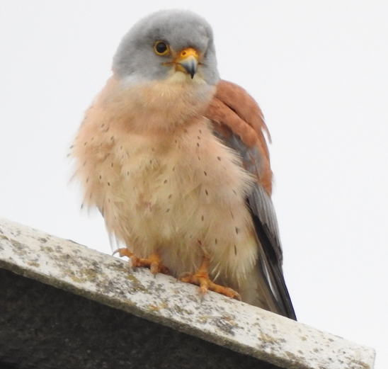 giacomoassandri's tweet photo. Read our new paper: Context-dependent foraging habitat selection in a farmland raptor along an agricultural intensification gradient in Agr Ecos Env #lesserkestrel #ornithology
Freely accessible here: https://t.co/SRY1bdQt9v https://t.co/FGiA97kDRG