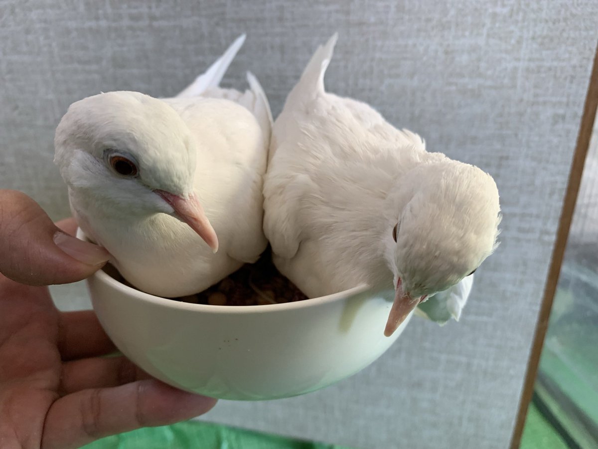 ghostperformer's tweet photo. 鳩どんぶり♫
　
#鳩どんぶり
#どんぶり鳩 https://t.co/Z1NVmetP6B