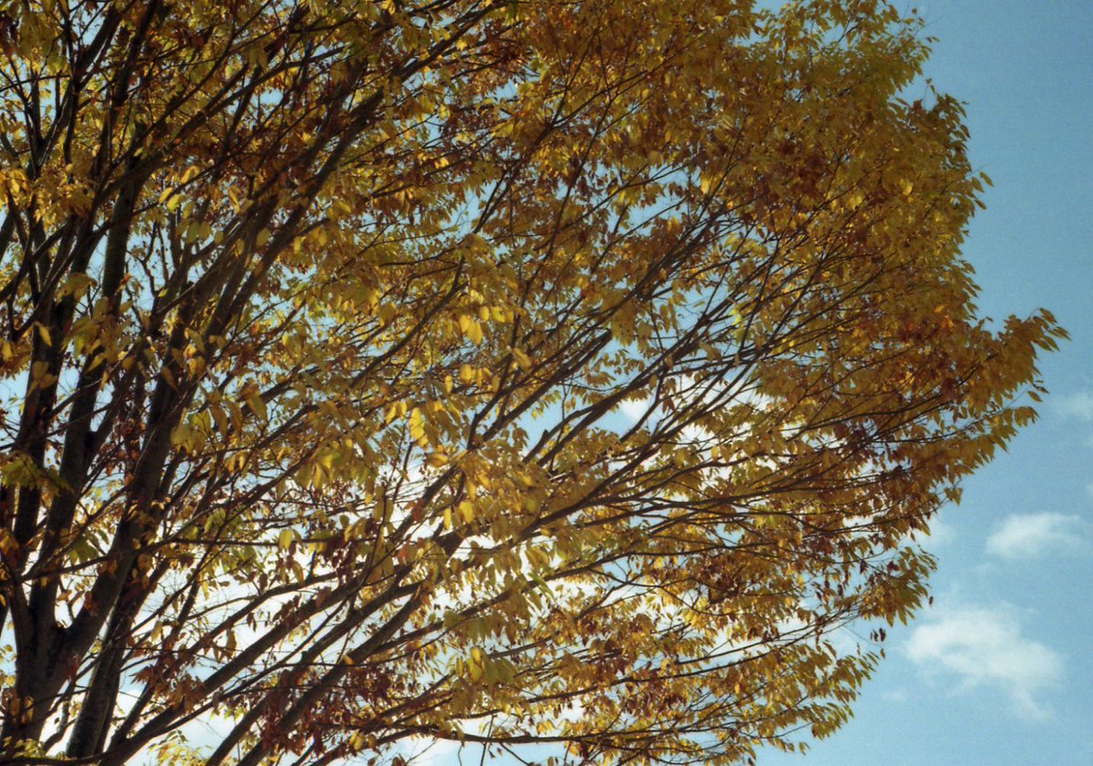 ghost_takashi's tweet photo. カメラ散歩
#Kodak #
GOLD200 #minolta #HIMATIC https://t.co/i5D8iy0uZv