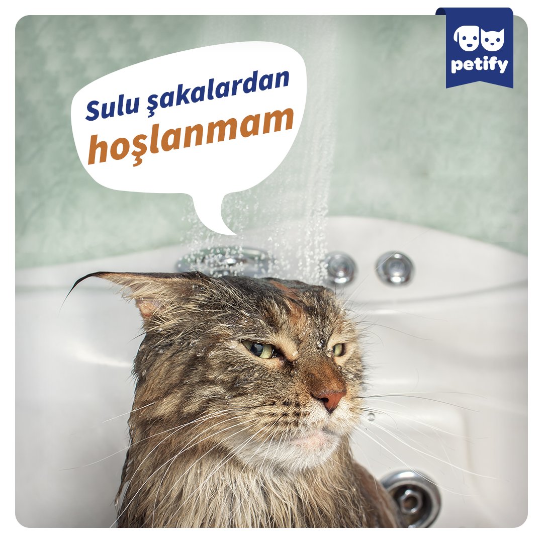 PetifyWorld's tweet photo. Kediler genellikle içgüdüsel olarak durgun suyu sevmezler. Suyun kediniz için sadece oyuncak olması mümkündür. Musluktan düşen su damlalarını yakalamaya çalışmak veya su kanını ters çevirmek kediniz için mükemmel bir oyun olabilir.
#Petify #PetifyVet https://t.co/X48veX8PhX
