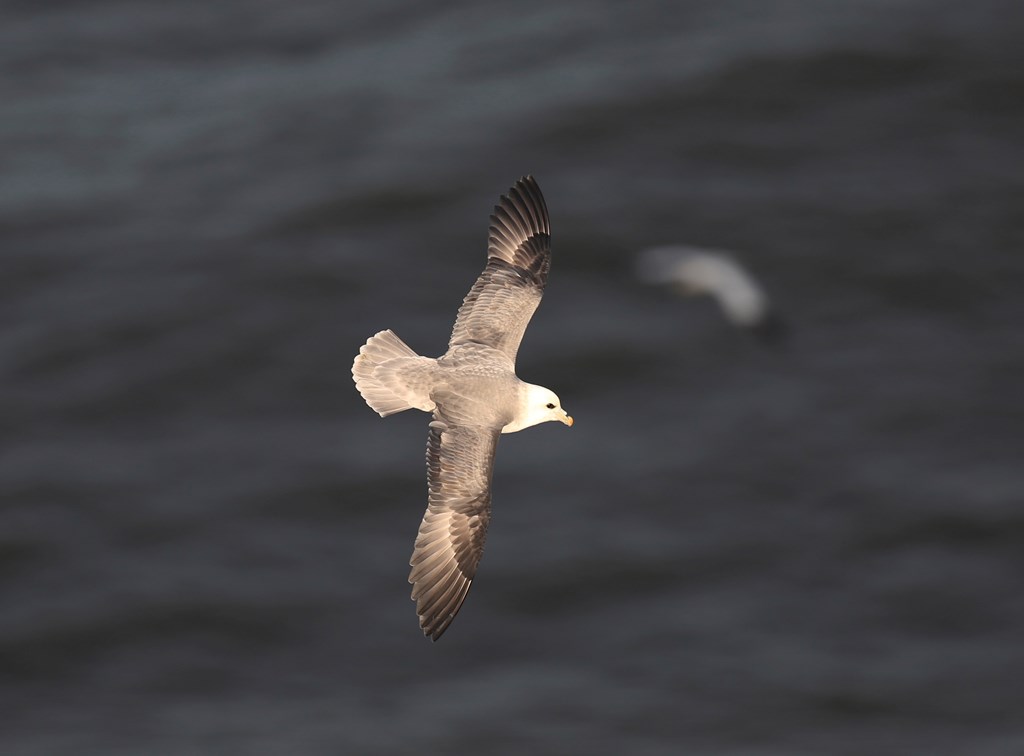 RSPB Science (@rspbscience) on Twitter photo New study shows waste food from commercial fishing vessels helps identify hotspots for #seabirds, in this case northern fulmar
NEW PAPER by <a href="/Jamie_Darby/">Jamie Darby</a> <a href="/uccBEES/">Biological, Earth & Environmental Sciences, UCC</a> et al in <a href="/MEPS_IR/">Marine Ecology Progress Series (MEPS)</a> bit.ly/2ZBCkei
#Ornithology #MaREI <a href="/UCC/">UCC Ireland</a> <a href="/GannetGuy/">Mark Jessopp</a> <a href="/DrGavinArneill/">Gavin Arneill, PhD π³οΈβπ</a> @jjwaggitt New study shows waste food from commercial fishing vessels helps identify hotspots for #seabirds, in this case northern fulmar
NEW PAPER by <a href="/Jamie_Darby/">Jamie Darby</a> <a href="/uccBEES/">Biological, Earth & Environmental Sciences, UCC</a> et al in <a href="/MEPS_IR/">Marine Ecology Progress Series (MEPS)</a> bit.ly/2ZBCkei
#Ornithology #MaREI <a href="/UCC/">UCC Ireland</a> <a href="/GannetGuy/">Mark Jessopp</a> <a href="/DrGavinArneill/">Gavin Arneill, PhD π³οΈβπ</a> @jjwaggitt