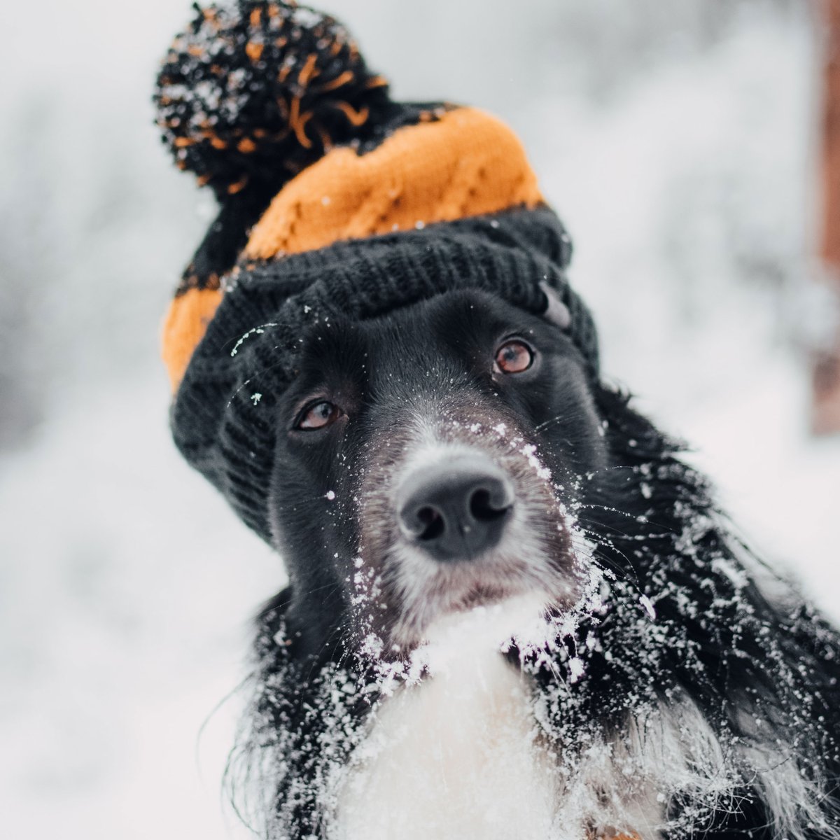 PSHmascotas's tweet photo. Que gusto salir a pasear con este fresquito Max...  🥶

¿Y vosotros cuando os gusta pasear en los días de calor 🔥 o de frío❄️?

Que paséis un feliz #Lunes y mucho ánimo con la semana!! 😘
#psh #mascotas #vegan #perros #animales #pet https://t.co/2mKFmll1n0