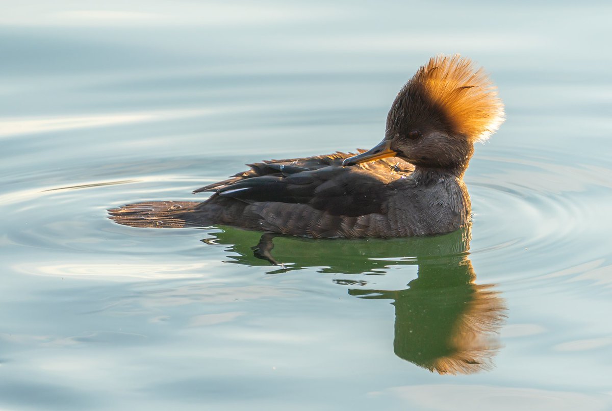 She is so cool !!!! Mrs Hooded Merganser.
At the Reservoir, Central Park, NYC.
#birdcpp #birding #wildlife #wildlifephotography #hoodedmerganser #duck #CentralPark