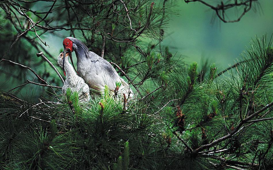 AmazingPuer's tweet photo. Several #rare #wildlife #species, whose #populations have #dwindled over the years, have made a remarkable #comeback across #China, including wild Asian #elephants; Siberian #tigers; Chinese mountain cats and crested #ibis; #milu deer and Bryde's #whales. https://t.co/QWNJnkBiTs