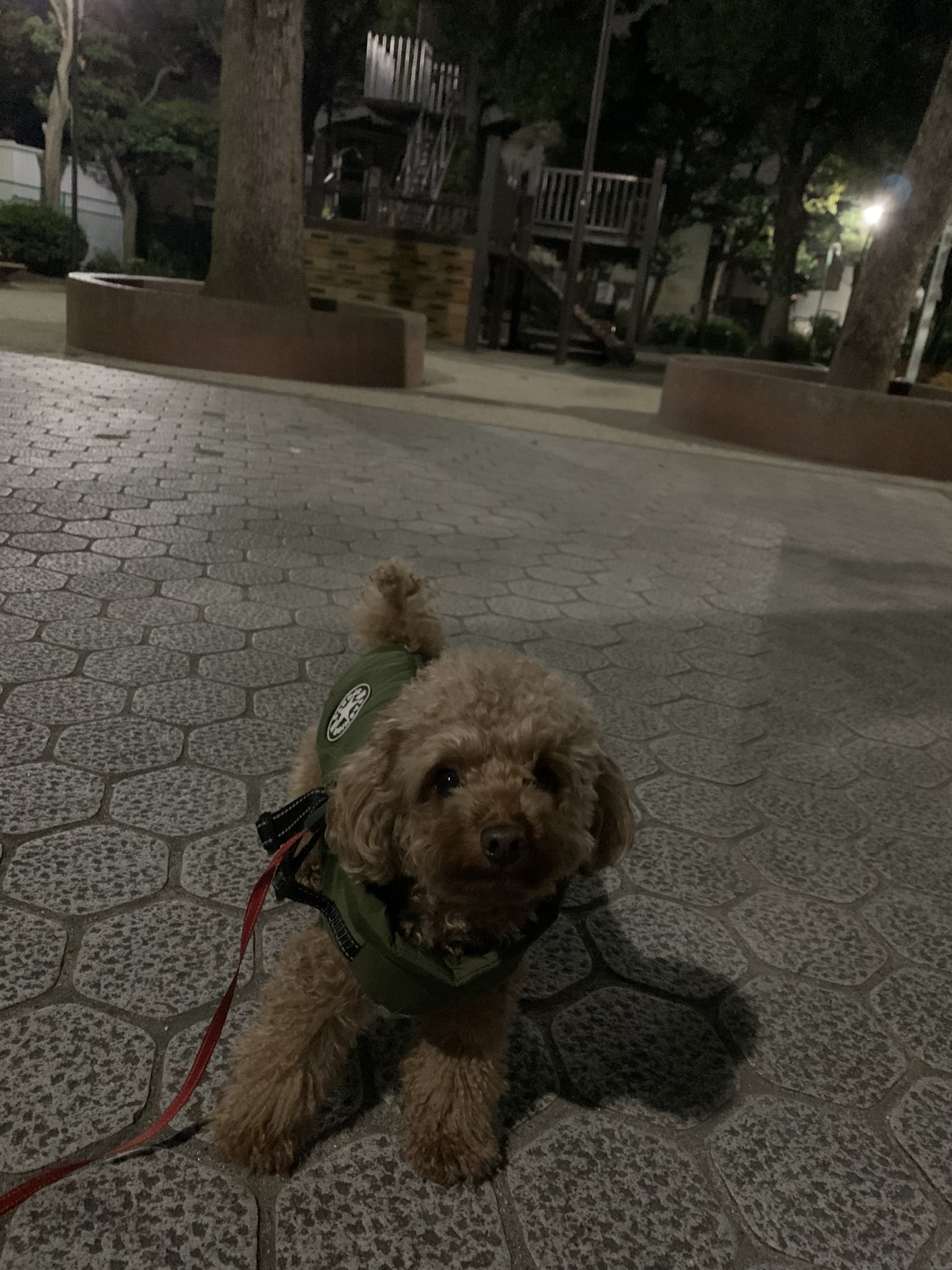 تويتر Miho T على تويتر 明るい時間に散歩行けなくてごめんね 明日は 明るい時間にお散歩行こうね 9連勤やっと終わったぁ くーちゃん トイプードル お散歩 明るい時間 昼間 いつものコース T Co Nznwqks0m4