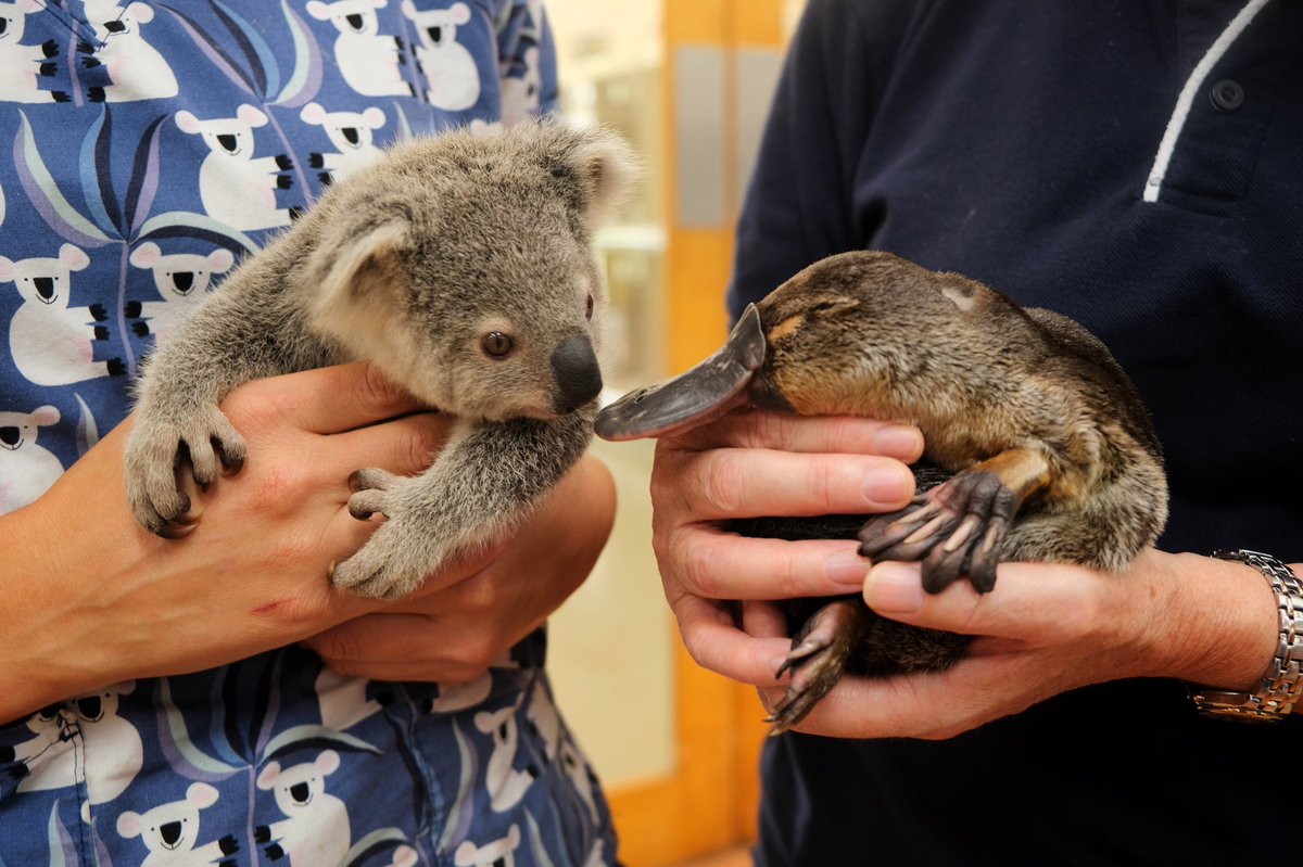 wildwarriors's tweet photo. Just a regular day at the #AustraliaZoo Wildlife Hospital during Trauma Season. We think Billie and Summer’s joey Salt have grown really fond of each other. 💕 Do you agree? 🥰 https://t.co/QJ5GgPHwTF