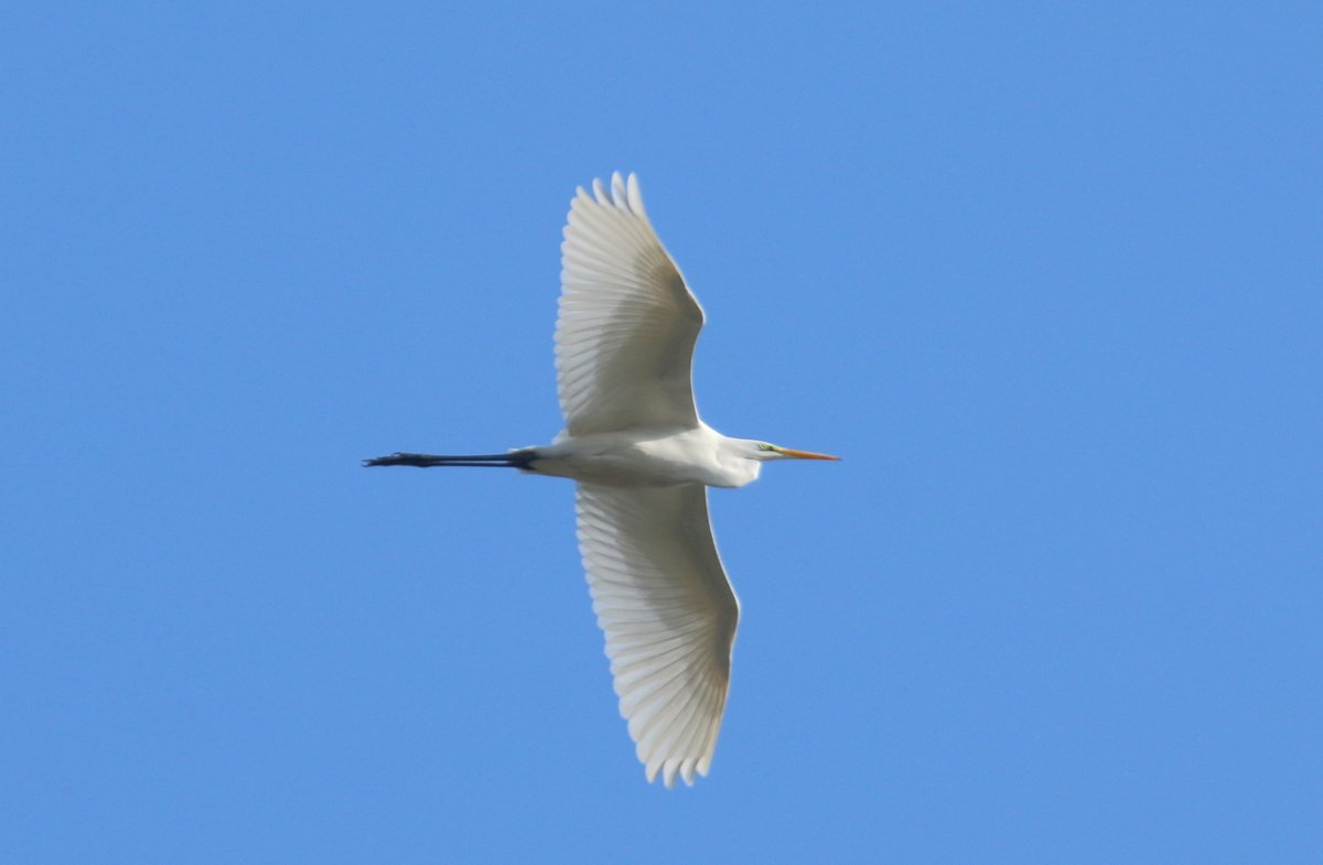 Kuşları kalbinden vurmayın!!
#greategret
#büyükakbalıkçıl
#Ardeaalba #avspordeğilcinayettir #avspordeğildir #avyasaklansın #avcılıkcinayettir #birds_of_anatolia #birdsofinstagram #birdphotography
#wildlife #wildlifephotography
#bestbirdshots
#best_birds_of_world #turkeybirds