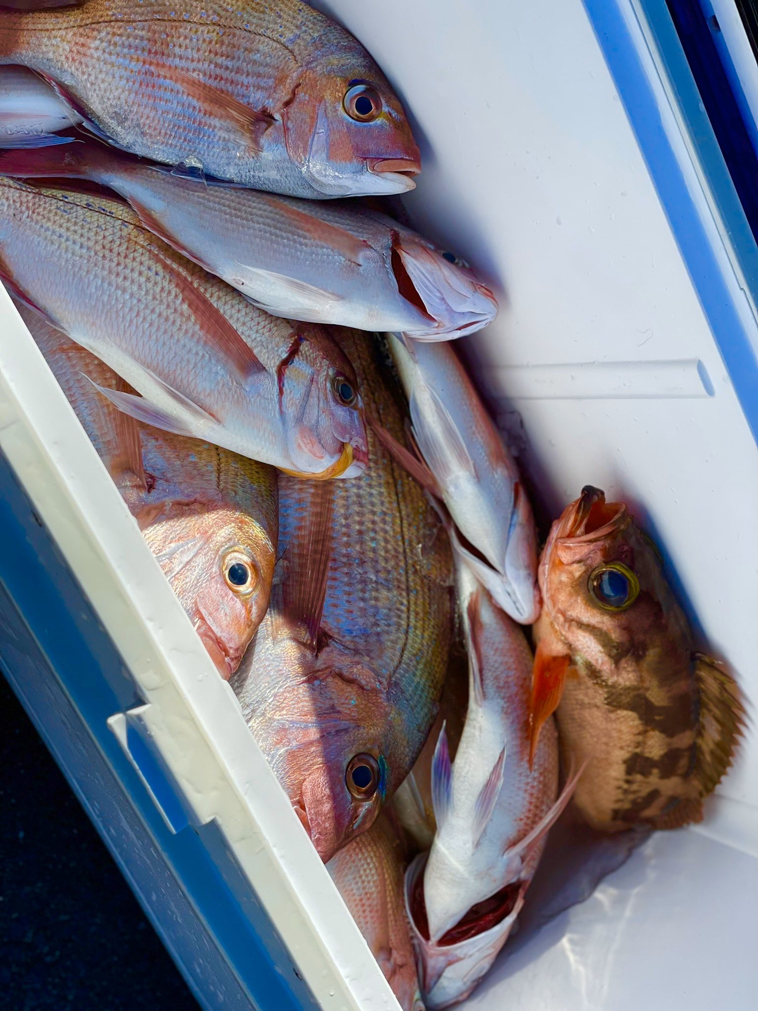 Twitter 上的 さおりんご ポンコツolの釣りキャン 初めて沖メバルをお刺身で食べたらすんごい美味しかった 沖メバルの肝醤油もおいしいと聞いて 立派な肝持ちだったのでやったらたまらなかった メバル釣りたい メバルはいただいたのだ T Co Twitter 上的 さおりんご ポンコツolの釣りキャン 初めて沖メバルをお刺身で食べたらすんごい美味しかった 沖メバルの肝醤油もおいしいと聞いて 立派な肝持ちだったのでやったらたまらなかった メバル釣りたい メバルはいただいたのだ T Co