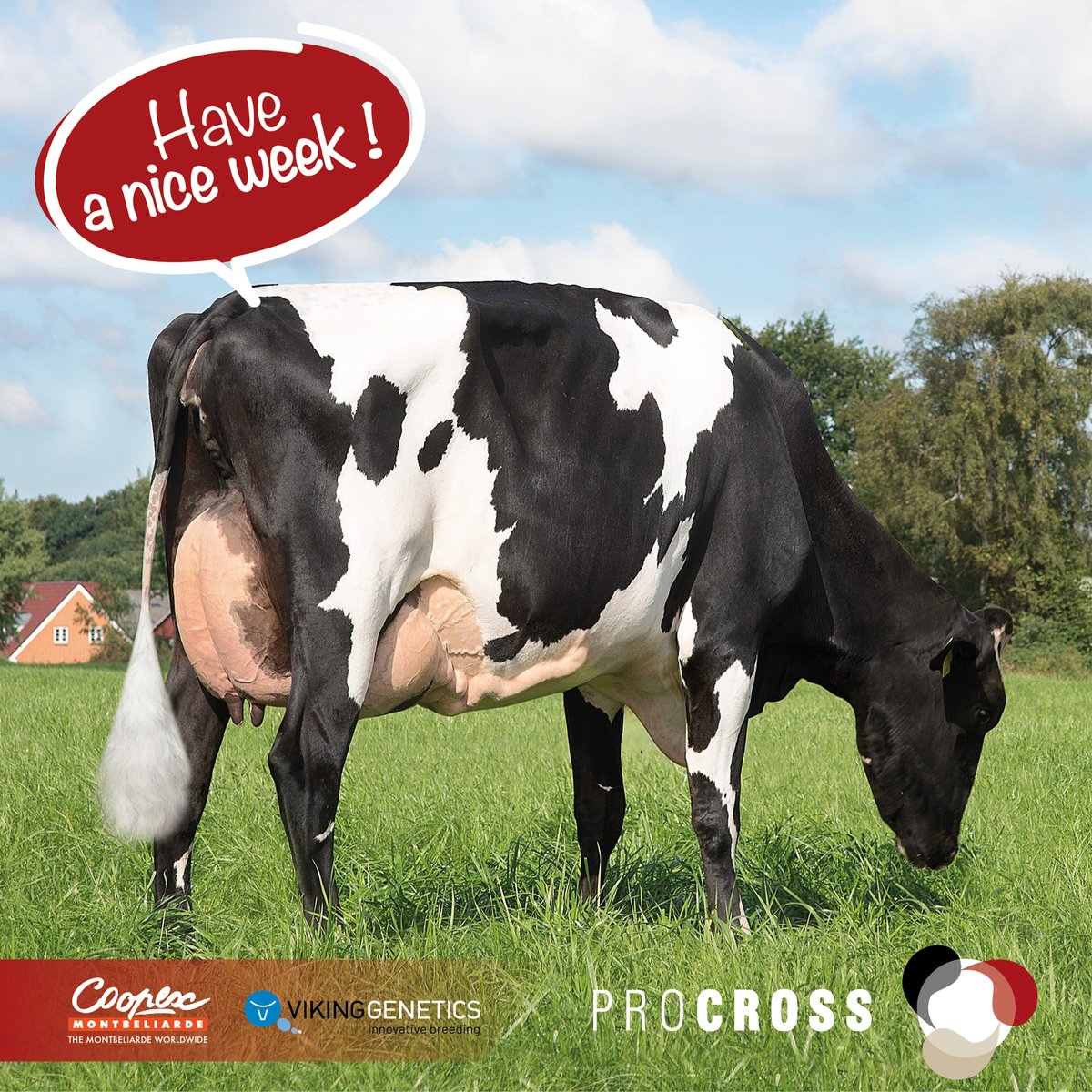 ProcrossCows's tweet image. Have a nice week ! 🐄👍
#procross #vikingred #coopexmontbéliarde #vikingholstein #Proven #profitable #progressive