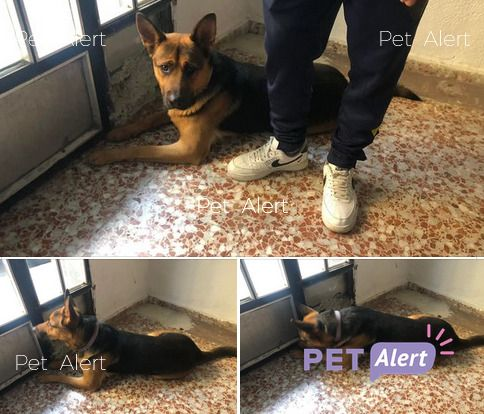 #PetAlertCatalunya #FemXarxa #XarxaTarragonaTrobats <a href="/pont_roma/">Perduts trobats🐕🐈Catalunya</a>
TROBADA gossa tipus pastor alemany a CUBELLES (Tarragona).
28/11/21
Zona: S'ha ficat en un portal i els veïns han trucat perquè vinguin a llegir-lo el xip
És molt bona i està cuidada.
Contacte: facebook.com/.../1127108...…