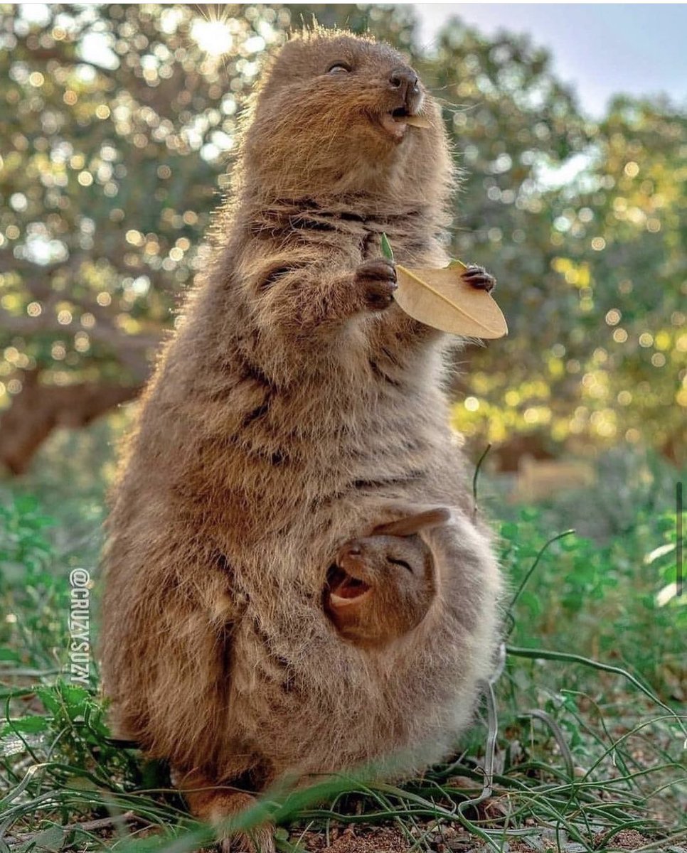 Have a great week! 🌱💚

#beautiful #vegan #happy #deforestation