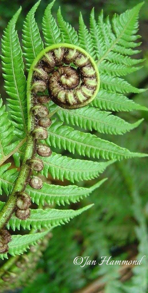 gucciporn69's tweet image. #nativefern #rotorua