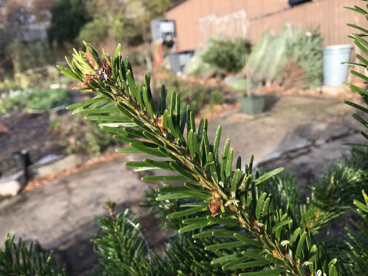 Feeling brave/nervous - we bought 100 beautiful local Christmas Trees at the weekend to sell to support the work of the farm. 

4ft £20; 5ft £25; 6ft £35; 7ft £45

And if you want to bring them back in January we will mulch them for our paths.
aldermoorfarm.org.uk/christmas-tree…