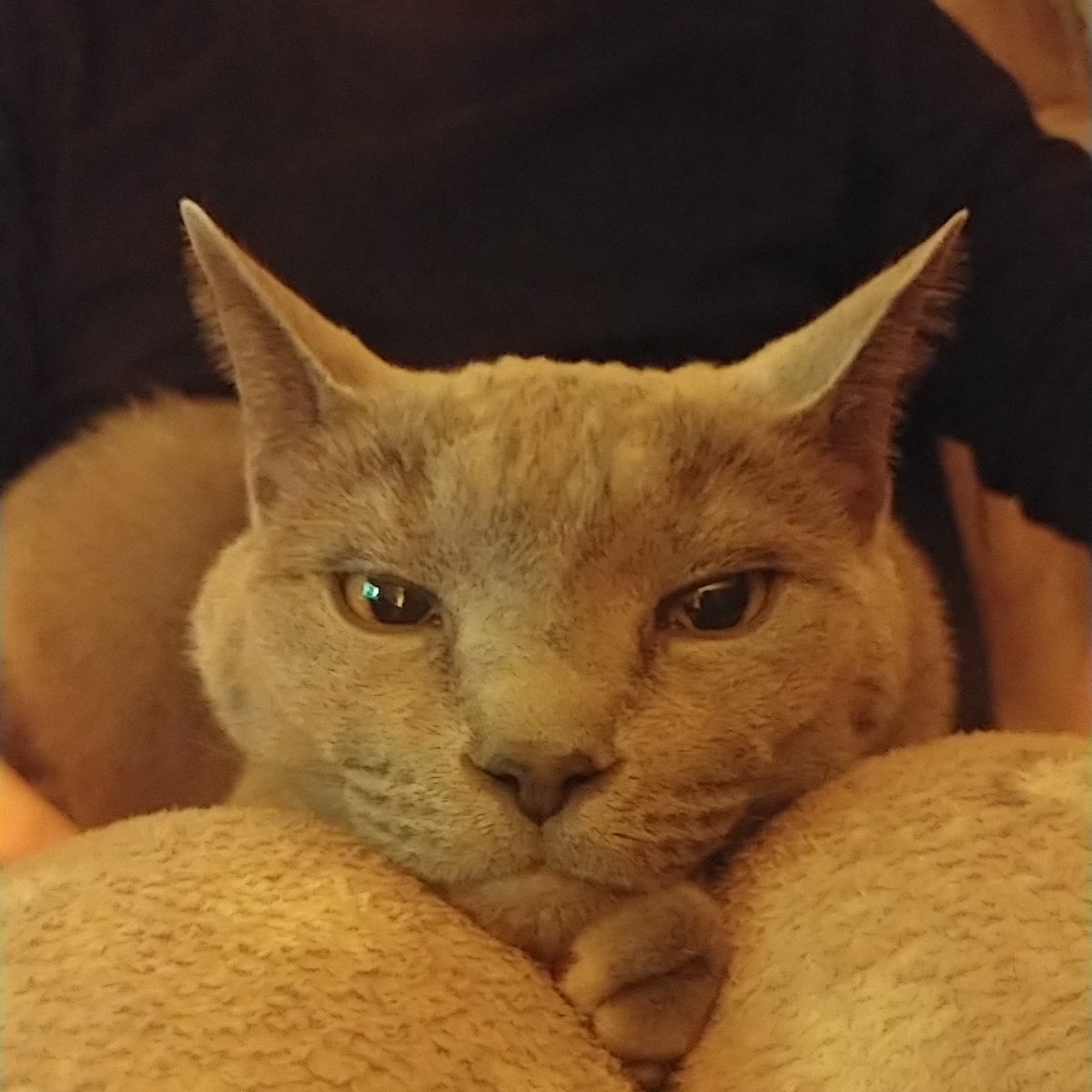 woojoosangja's tweet photo. #NewProfilePic #Qoo #Koret #cat https://t.co/4c04MU644t