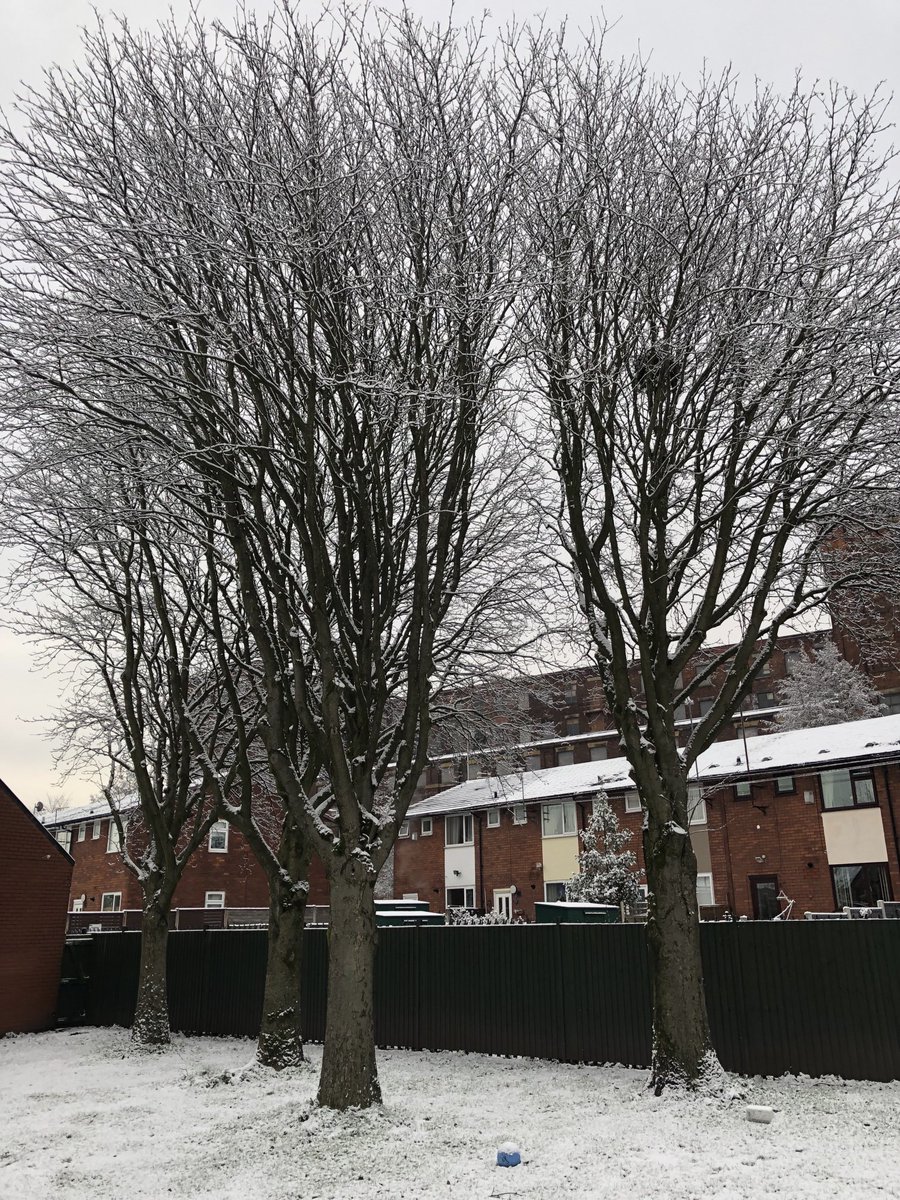 EllieRev's tweet photo. Sunday snow, fourteen beautiful trees in the rectory garden and ⁦@CofEMPlatting⁩ Ridgway street Community gardens to follow -excited . #SnowTrees #NationalTreeWeek ⁦@heritagemcr⁩ ⁦@CommSaversUK⁩ ⁦@DioManchester⁩ ⁦@JigsawNorth⁩ https://t.co/nFrhoJvV6Y
