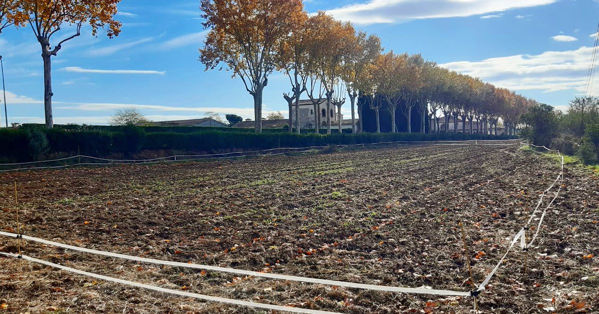 HortdelSilenci's tweet photo. Hem habilitat una parcel·la de Torrebonica com a camp d'assaig. La @FMAoficial hi durà a terme un projecte de recerca per trobar la llavor més adient de fava tendra per fer-ne conserva. Un goig col·laborar en la preservació de #varietats #agrícoles #tradicionals #catalanes. https://t.co/wZEtA4zGDx