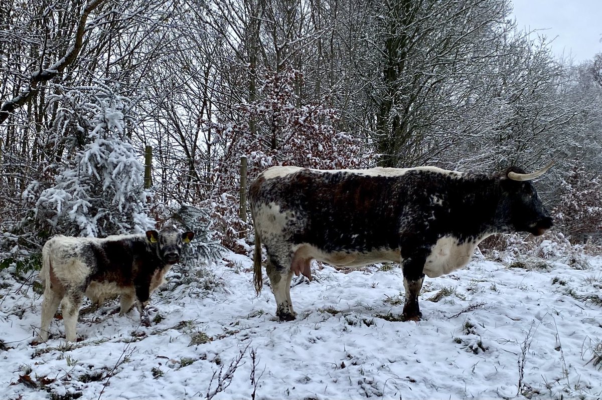 charlesweir's tweet photo. ⁦@Susans_Farm⁩ Cow and calf camouflaged in Steep! https://t.co/6edWcmqAyL