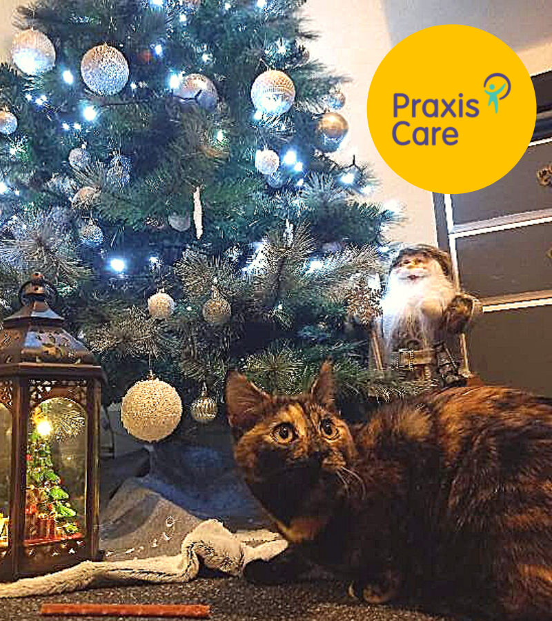 praxiscare's tweet photo. Joe from the Portadown Bespoke DISH scheme is super excited to show you all his fabulous Christmas tree! 🎄🎁 Junior the cat is enjoying the festivities too, especially eying up the decorations 🐈
@SouthernHSCT @nihecommunity
#SupportingPeople #MakeADifferenceDaily https://t.co/LNUAq365HU