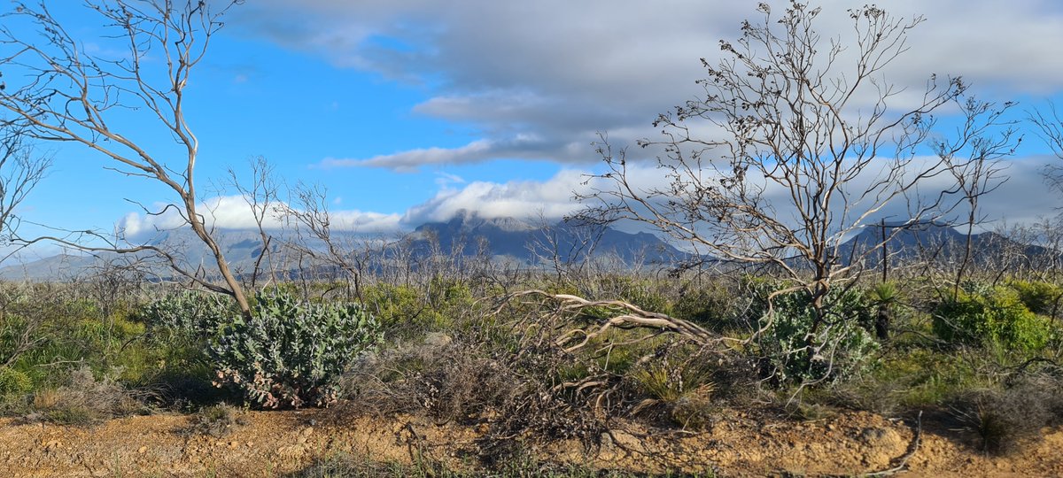 The longer I spend in Western Australia and the more dreadful the rest of the world becomes, the more the idea of the Independent People's Republic of Westralia (Covid-Free) appeals.