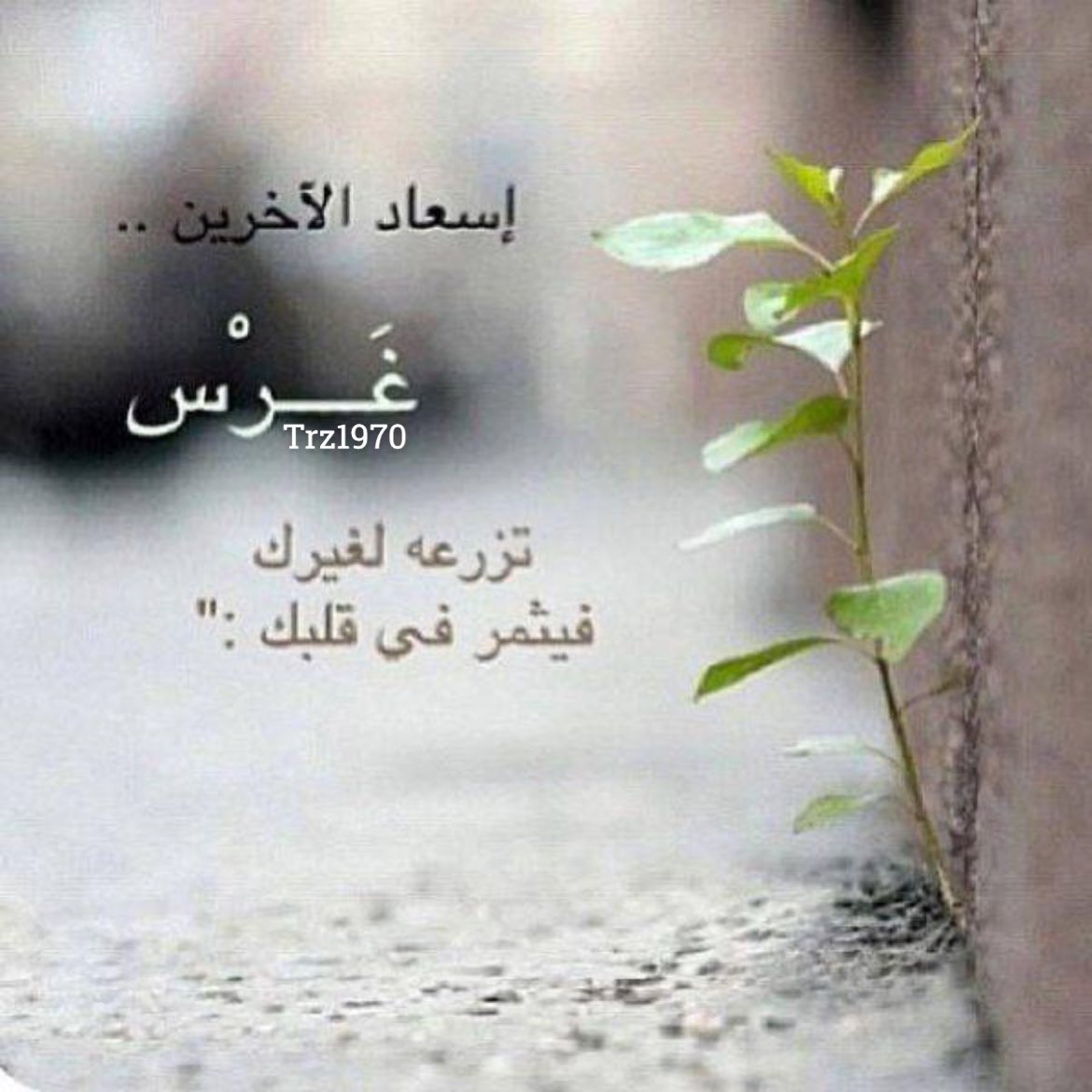 trz1sa's tweet photo. للسعادة رافدان أزليان هما  البساطة والطيبة https://t.co/qgoIcRzwCc