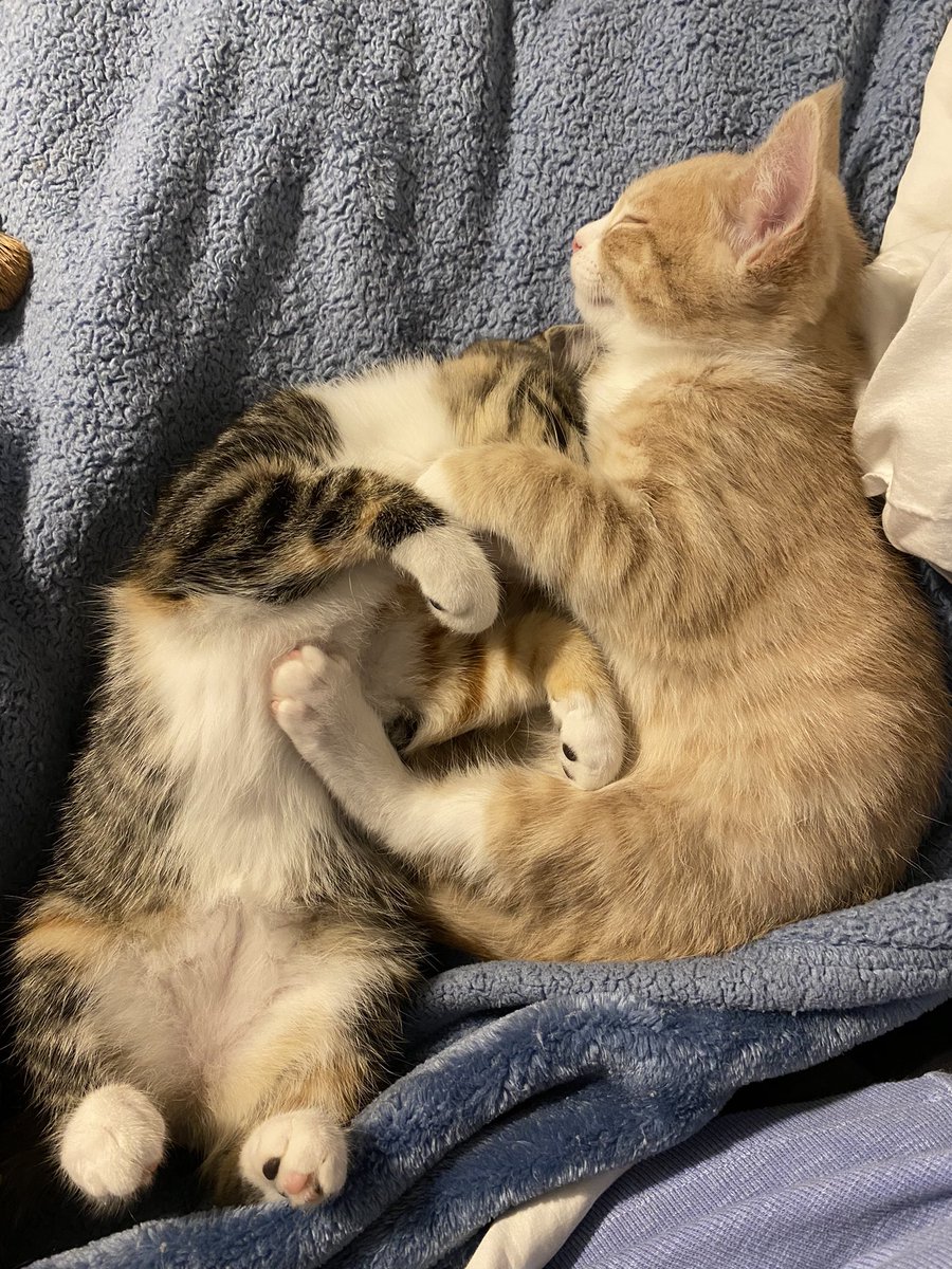 rhin0o's tweet photo. kittens pt. 2 https://t.co/Uk9JjKuZKY