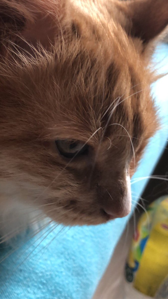 ScreamingSassy's tweet image. hiye guys, me and dade will be taking a brek from posting to the bird app for a while, very smorry guyes! love you all, have a merry chrima if yuo celebrate it and see you aroundm!