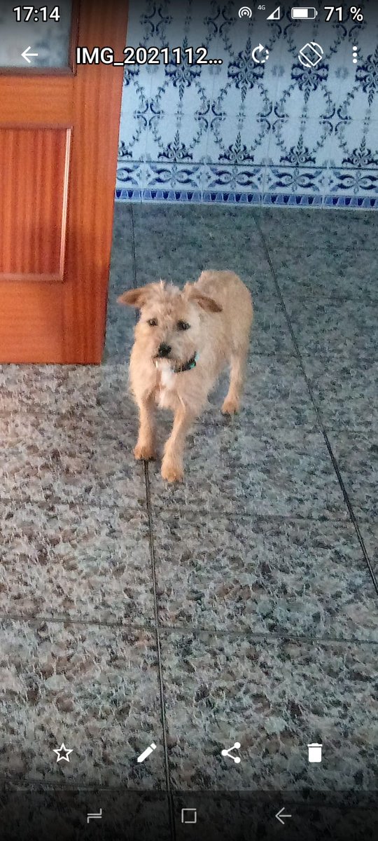 amor_animal015's tweet photo. CASO EXTERNO:
Este pequeño ha sido recogido hoy,  llevaba más de dos semanas abandonado en el campo.
Es un macho compatible con otros perros y con gatos.
¿Quieres darle una familia?
Contacto: 658225630 (solo WhatsApp) https://t.co/4Nht8gDR0y