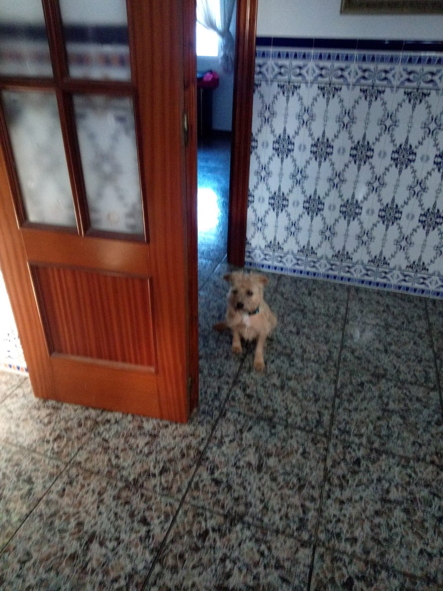 amor_animal015's tweet photo. CASO EXTERNO:
Este pequeño ha sido recogido hoy,  llevaba más de dos semanas abandonado en el campo.
Es un macho compatible con otros perros y con gatos.
¿Quieres darle una familia?
Contacto: 658225630 (solo WhatsApp) https://t.co/4Nht8gDR0y