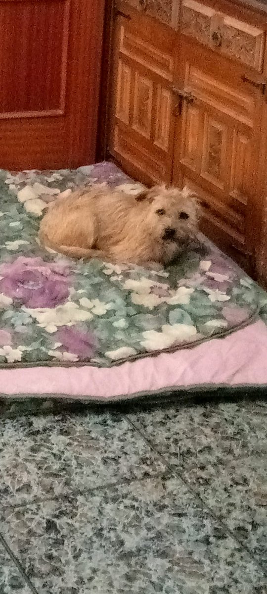 amor_animal015's tweet photo. CASO EXTERNO:
Este pequeño ha sido recogido hoy,  llevaba más de dos semanas abandonado en el campo.
Es un macho compatible con otros perros y con gatos.
¿Quieres darle una familia?
Contacto: 658225630 (solo WhatsApp) https://t.co/4Nht8gDR0y