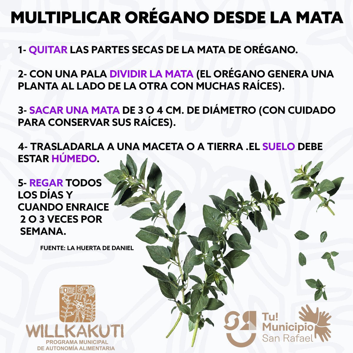 WillkakutiSR's tweet image. #Willkakuti🌞 informa sobre la
🌱reproducción del #orégano 🌱

#programadeautonomiaalimentaria 
#plandeemergenciaalimentaria 
#tumunicipio