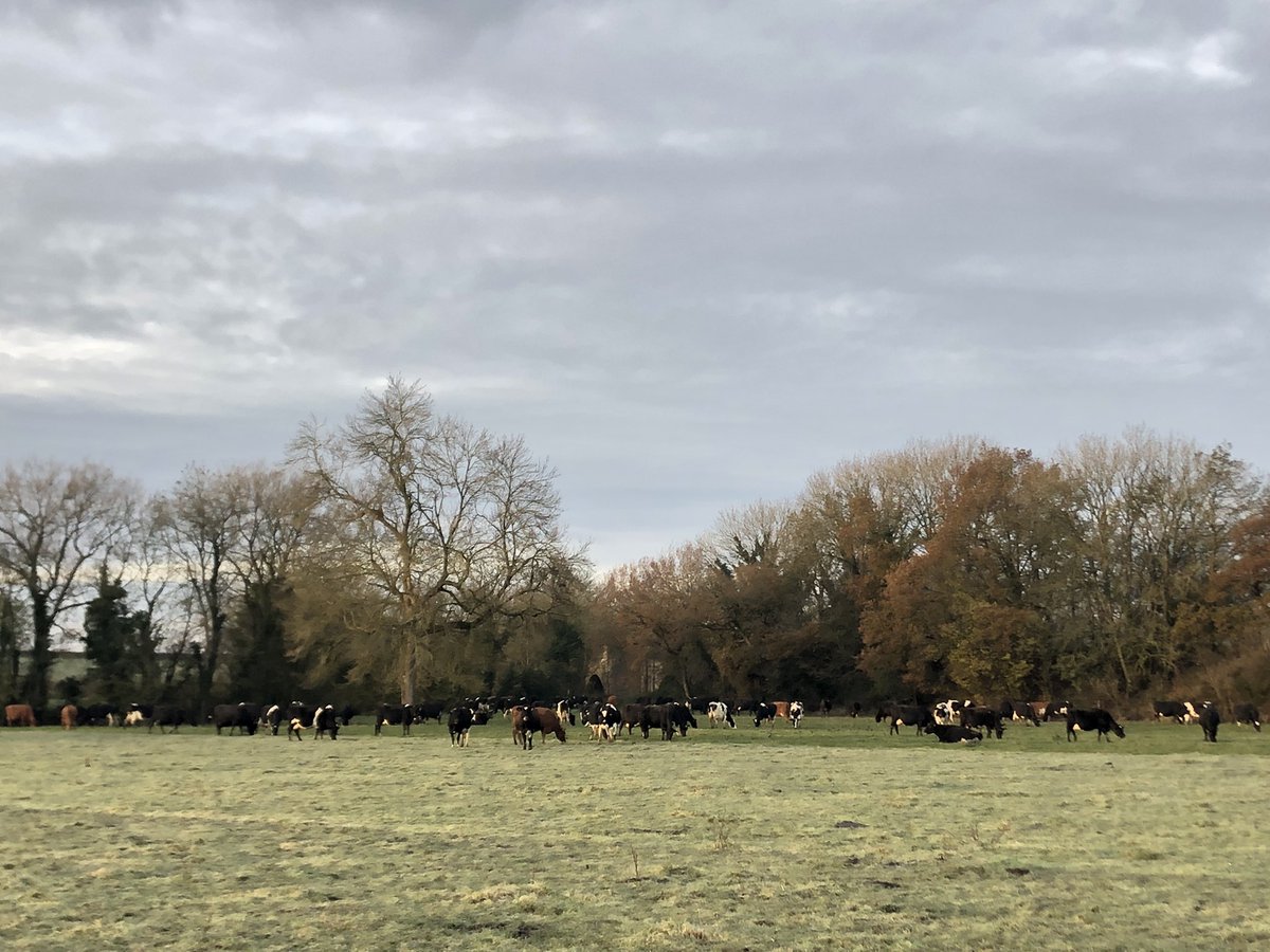 Still grazing 👌🐄🌱