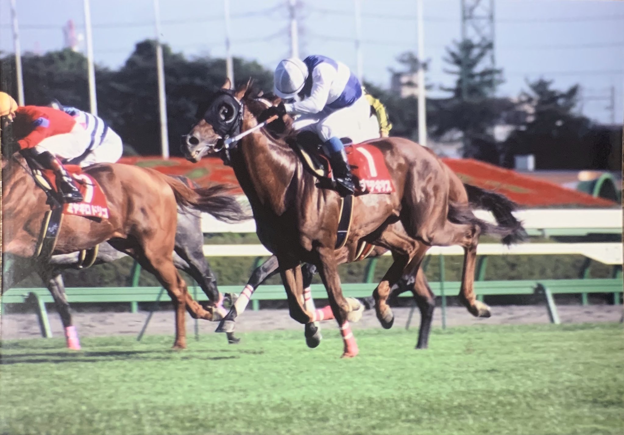 名馬 生写真 写真集 レース写真 種牡馬 競走馬 アルバム 競馬