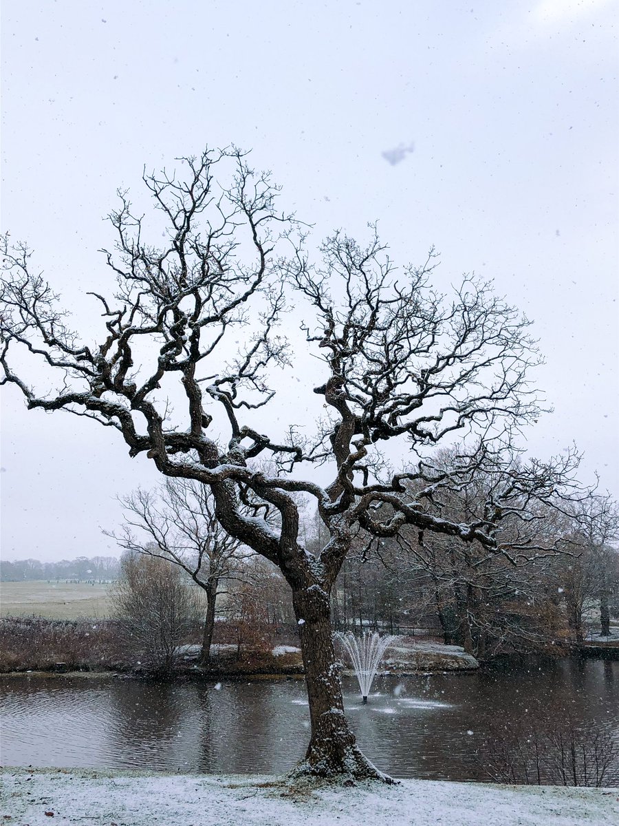 livrosedorothy's tweet photo. @CreativeResMcr @MCCMPandNH @MancLibraries @parks_great @buzzmanc #SnowTrees #NationalTreeWeek ❄️ https://t.co/QMDONo2D05
