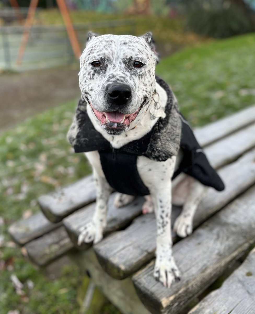 syd_akaYog's tweet photo. #MondayMotivation “Wake up with a smile and go after life! The best way to face a new week “ #dogsoftwitter #sydssmiles #staffiesquad https://t.co/IOwSpNfKa4