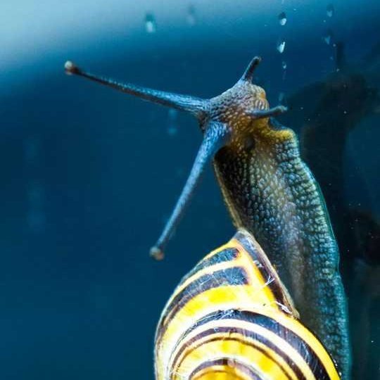 NFT Codec tweet media