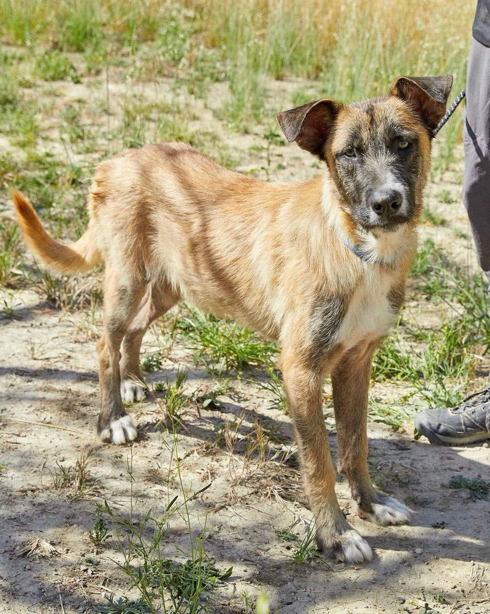 Pull es un perro joven, bueno y tranquilo.
Se encuentra en @ascanmadrid
Te gustaría darle un hogar? Comparte y difunde
#AppAdoptMe #AdoptMe #adopcionresponsable #adopcion #adopta #app #adoptanocompres #gata #cats