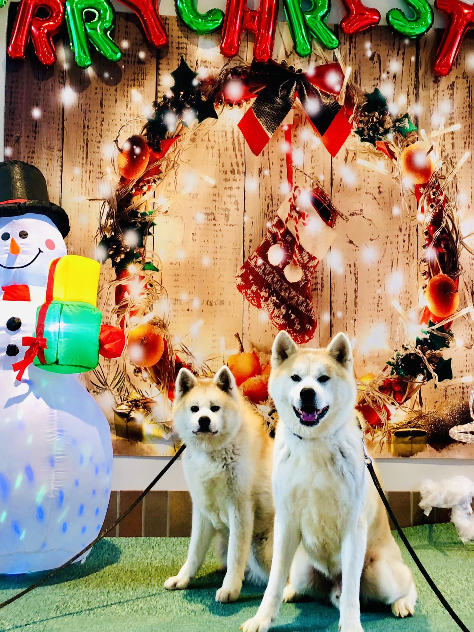 忠犬ハチ公と秋田犬のふるさと Twitter Search Twitter