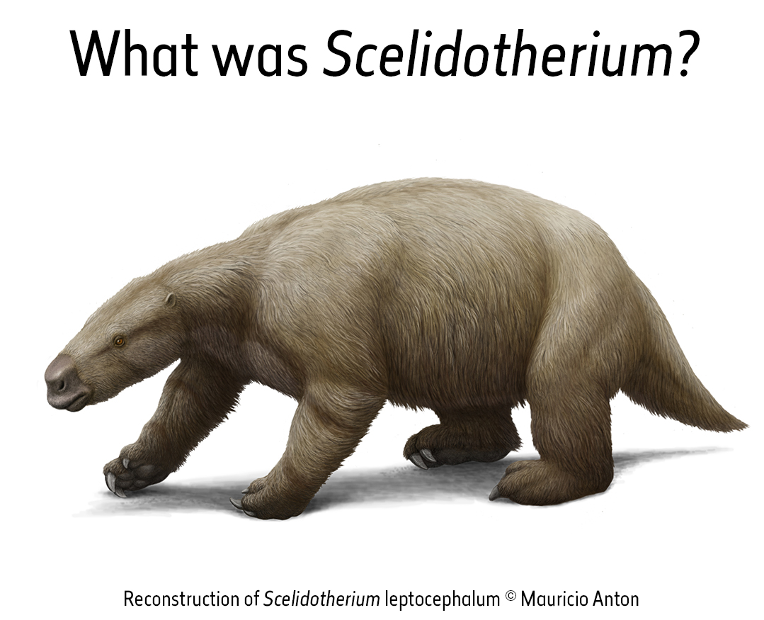 Scelidotherium leptocephalum is the name for a species of extinct ground sloth, first described based on a partial skeleton discovered by Charles Darwin in 1833. #MammalMonday #Museum30 <a href="/NHMFossilMammal/">NHM Fossil Mammals</a> #CharlesDarwin