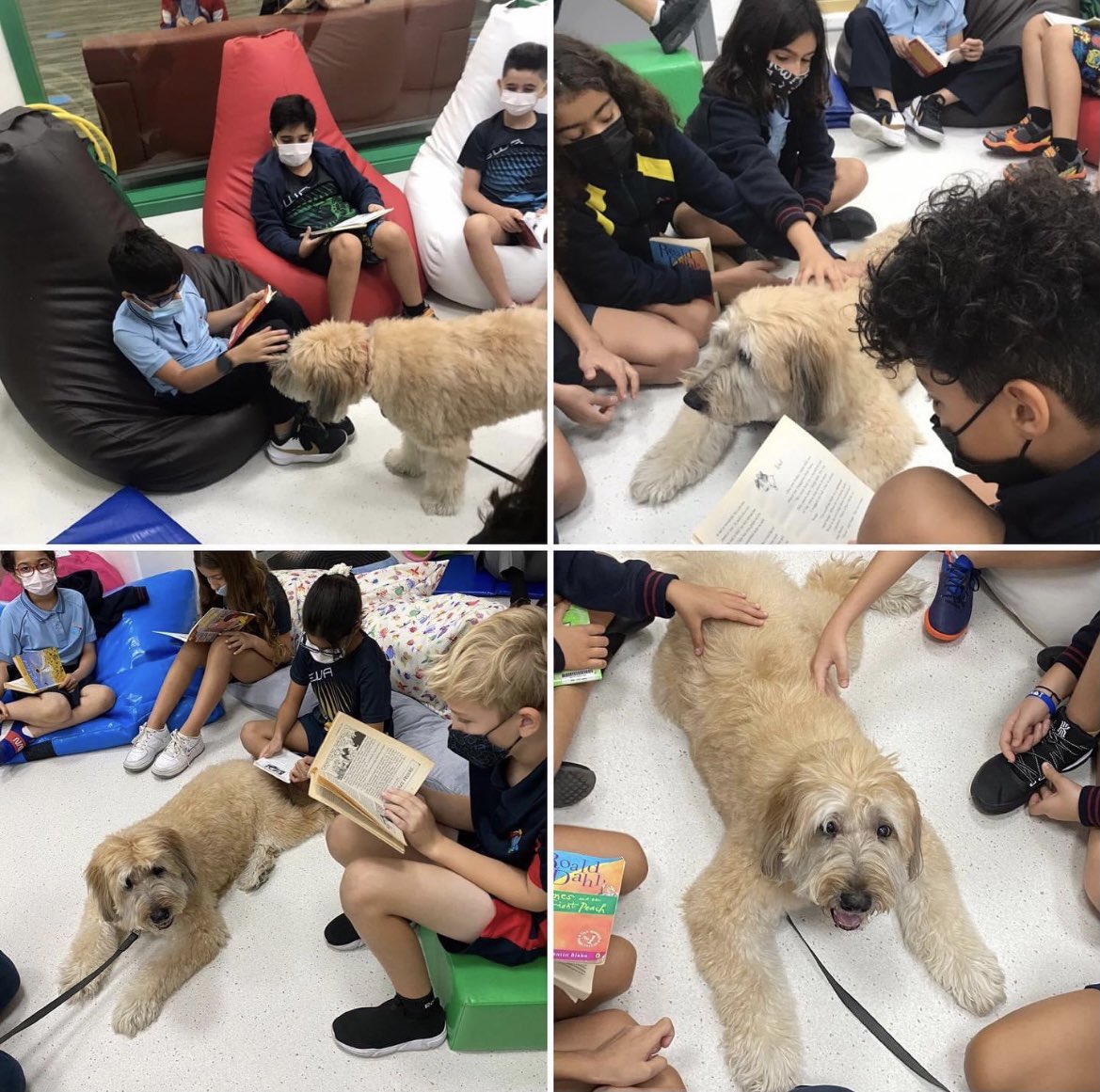 readingdogsuae's tweet photo. Today Remy was lucky enough to visit the Grade 4s at GEMs World Academy.  Each student brought along their own choice of book to read to Remy, he got to listen to some wonderful stories 🐾 https://t.co/pse4XvohWG