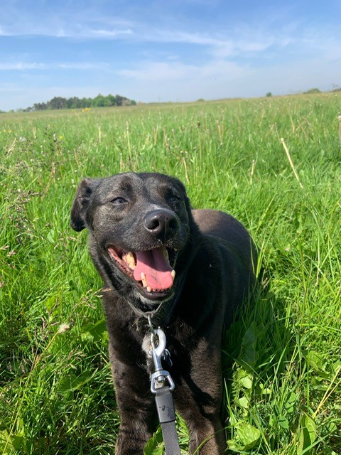 We offer our dog walking service throughout the day. Your dog will be walked in a safe open space and will return home, happy and tired. We also provide fresh water, treats and will towel your dog off in wet weather.

#dogwalking #derby