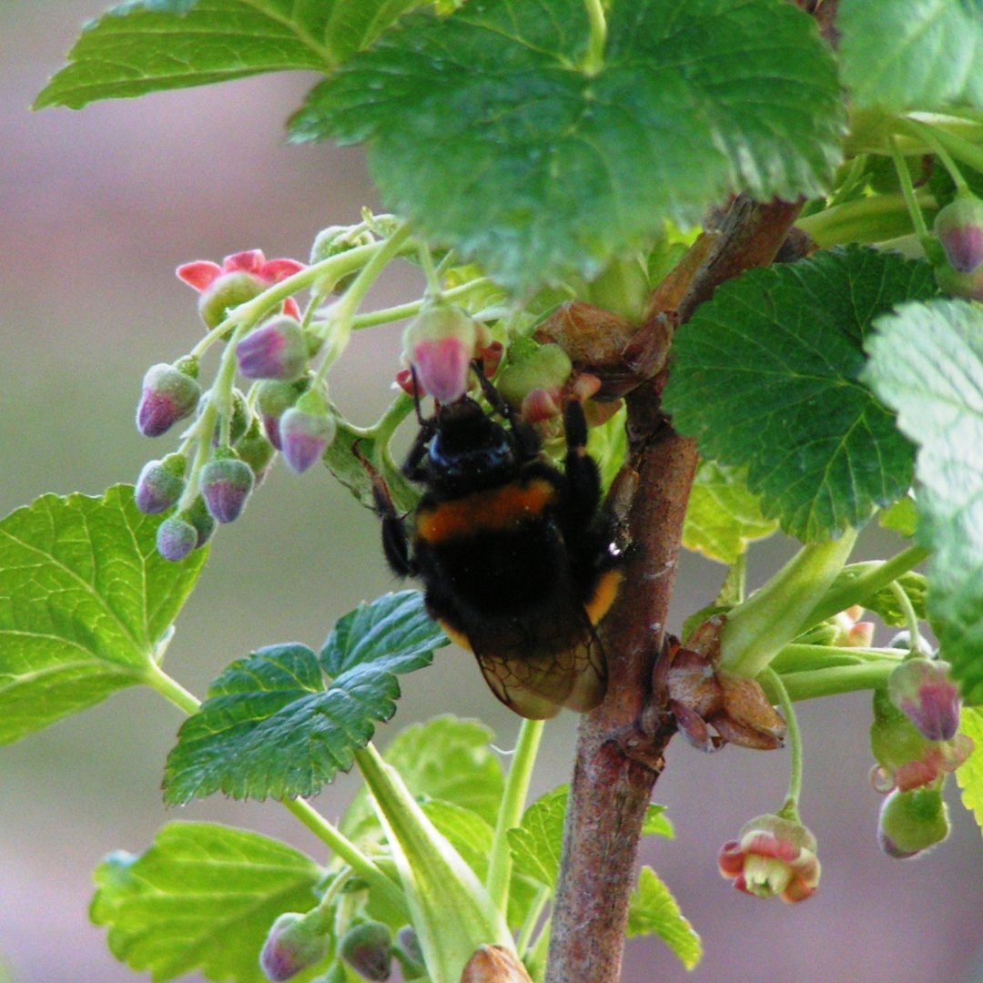 We love the humble bumble bee. They are amazing pollinators for our berry plants!

#creepycrawlies #savethebees #bumblebee #nettles #wildflowers #ecosystem