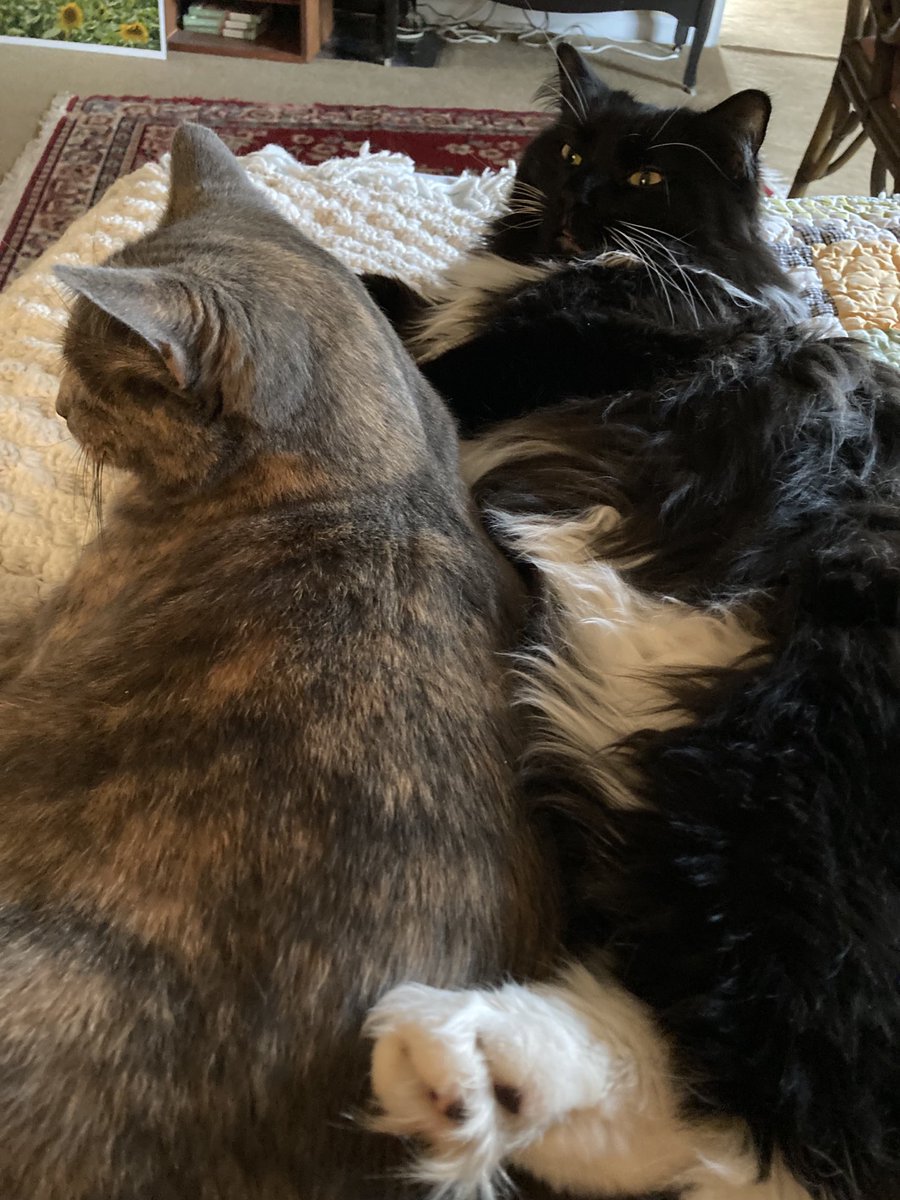 Joyce Carol Oates tweet media